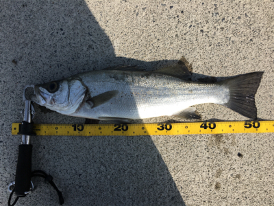 サラシの中からヒラスズキ