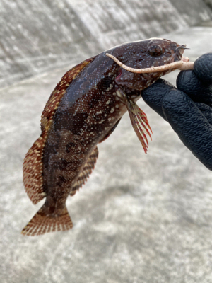 ワームで穴釣り！