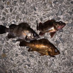 メバルウキ釣り