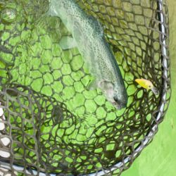 エリアトラウト