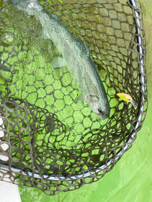 エリアトラウト