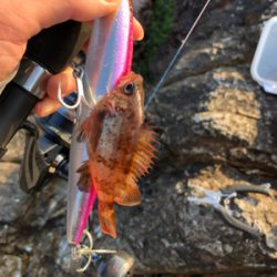 何とか釣れました