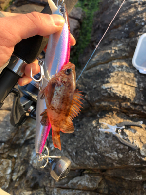 何とか釣れました