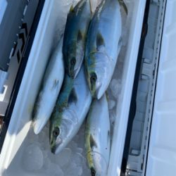 沼島のジギング