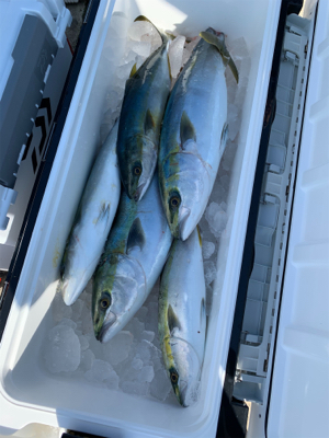 沼島のジギング