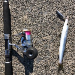 カマスちらほら