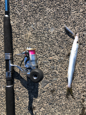 カマスちらほら