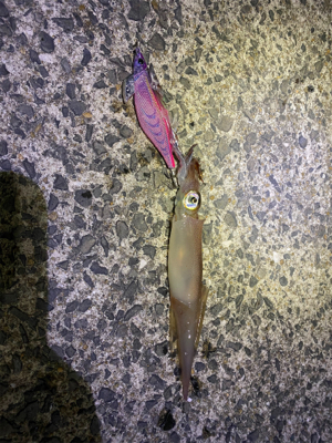 ヤリイカ釣れました