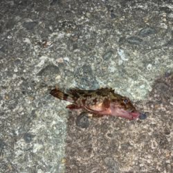 メバルはまだ‥