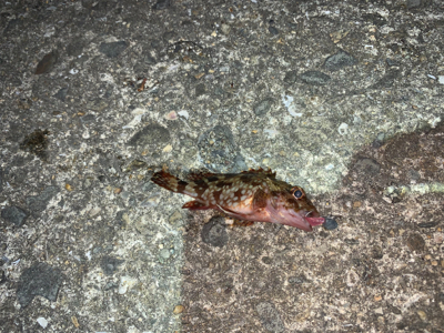 メバルはまだ‥