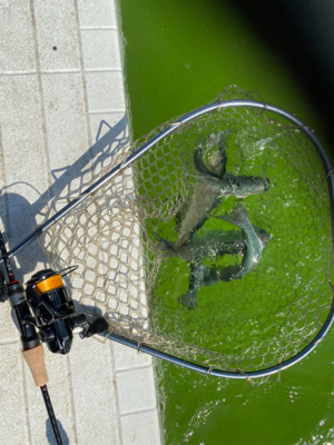 服部緑地 午後 TVの取材が・・・。