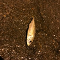 串本遠足アジング