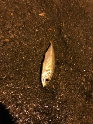 串本遠足アジング