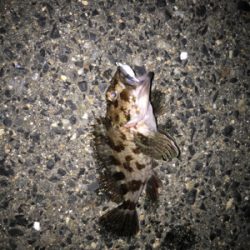 久しぶりの釣り