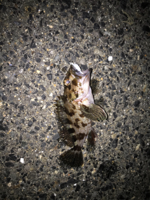 久しぶりの釣り