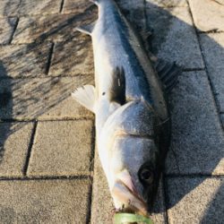 コスモスクエア釣果