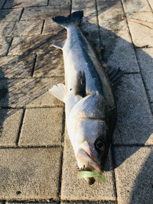 コスモスクエア釣果