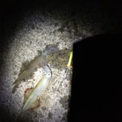 ヤリイカが食べたくて