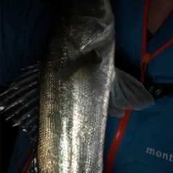 釣りはじめはシーバス