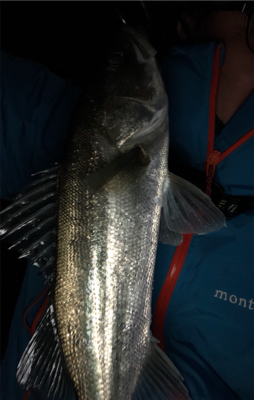 釣りはじめはシーバス