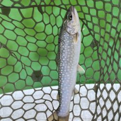 エリアトラウト