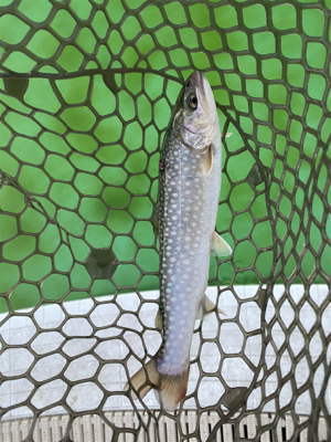 エリアトラウト