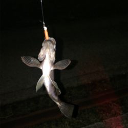 穴釣りからのメバリング