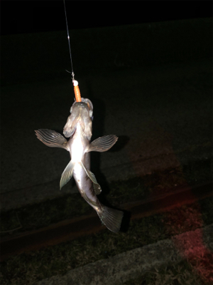 穴釣りからのメバリング