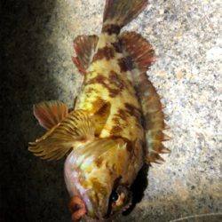 癒しのガッシー