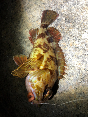 癒しのガッシー