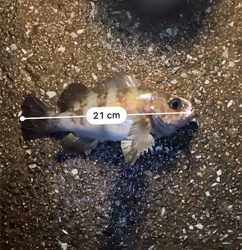 早朝メバリング部