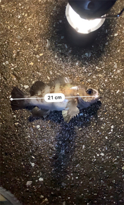 早朝メバリング部