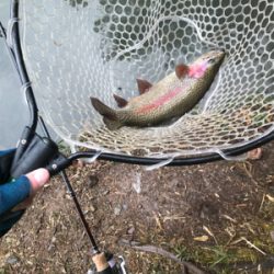 リベンジトラウト