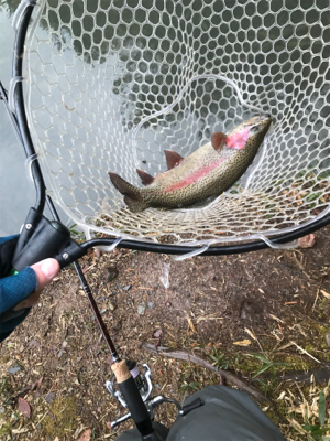 リベンジトラウト