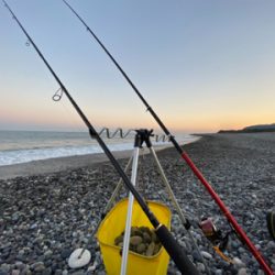 泳がせでヒラスズキ!