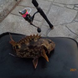 チヌ不調からのガシラ爆釣