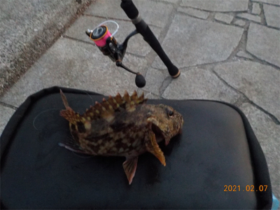 チヌ不調からのガシラ爆釣