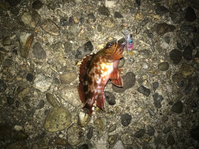 メバルプラッキング