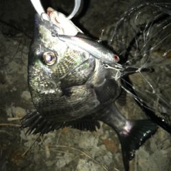 ☆2021年待望の1本