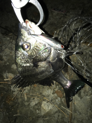 ☆2021年待望の1本