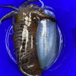 今年の初釣りはティップラン