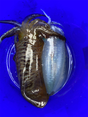 今年の初釣りはティップラン