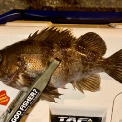 久々の良型アジとメバル