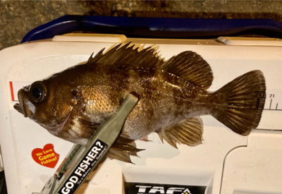 久々の良型アジとメバル