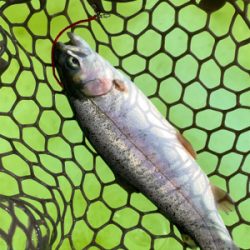 ちょっくらトラウト