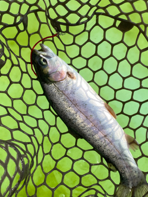 ちょっくらトラウト