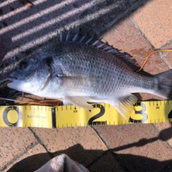 釣れると思っていたけれど