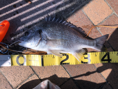 釣れると思っていたけれど