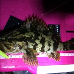 今季初メバルプラッキング調査