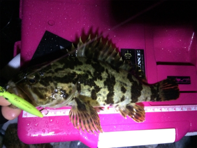 今季初メバルプラッキング調査